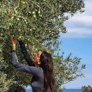 Muğla’da “yeşil altın” hasadı başladı
