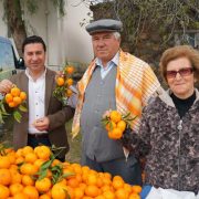 Bodrum’da geleneksel mandalina şenliği