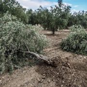 Başkan Aras’tan Danıştay’ın zeytin kararına destek