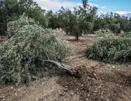 Başkan Aras’tan Danıştay’ın zeytin kararına destek