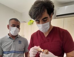 Bodrum’da ekiplerin dikkati minik canları kurtardı