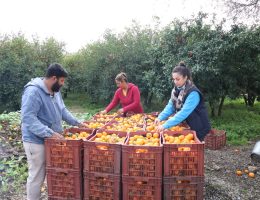 BODRUM BELEDİYESİ, MANDALİNA ALIMINA DEVAM EDİYOR