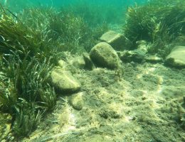 BODRUM’DA DENİZ ÇAYIRLARI ZARAR GÖRDÜ