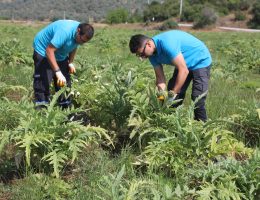 Bodrum’da tarımsal kalkınma çalışmaları sürüyor