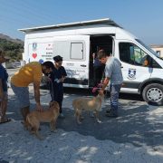 Bodrum Belediyesi sokak hayvanlarına sahip çıkıyor