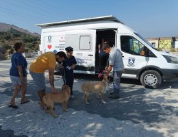 Bodrum Belediyesi sokak hayvanlarına sahip çıkıyor