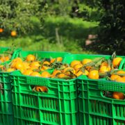 Bodrum Mandalini Zincir Marketlerde