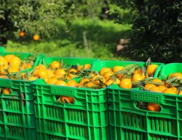 Bodrum Mandalini Zincir Marketlerde